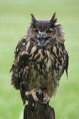 A portrait of an adult Eurasian Eagle Owl on a wooden pole calling out loud
