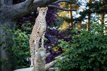 Cheetah cat