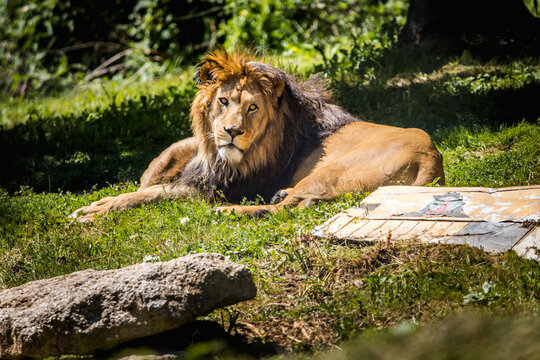 Relaxing lion