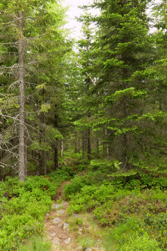 Der Olavsweg hier entlang des Mj&oslash;sa See zwischen Eidsvoll ud Hamar in Norwegen. Gudbrandsdalsleden ist der Pilgerweg von Oslo nach Trondheim. Der Weg f&uuml;hrt meistens einsam und ruhig durch die W&auml;lder