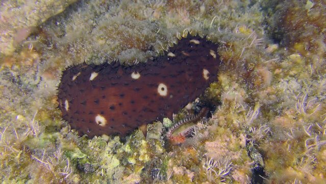 Two crawling species in one shot: Variable Sea Cucumber (Holothuria sanctori) and Bearded fireworm (Hermodice carunculata) crawl in different directions.