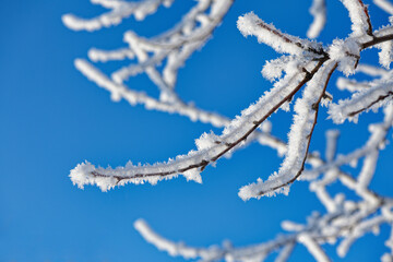 Twigs covered with ice and snow