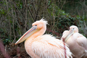 pelican in the zoo
