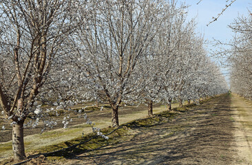 Almond tree alley - California