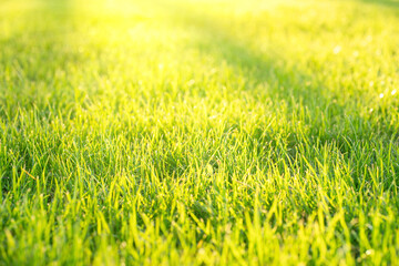 Obraz na płótnie Canvas Sun on green grass natural natural texture background. Close-up of a green lawn in the sun.