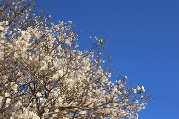 branches against blue sky with a bird