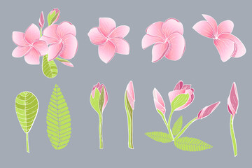 Tropical exotic plumeria flowers. Decorative frangipani floral elements. Vector illustration.