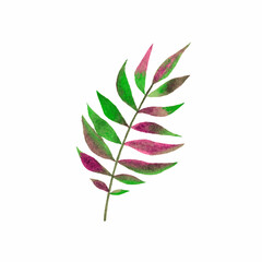 Green and pink leaf isolated on white background, watercolor illustration