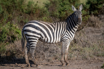 Fototapeta na wymiar Zebra on African grassland, Kenya National Park