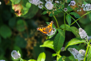 Fototapeta na wymiar Vantaa, Finland - August 16th 2022: Macro photography of a butterfly in the backyard.