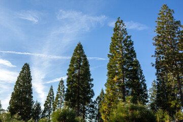 pine trees on top of a ridge