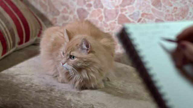 A grey cat sits on a armchair, being observed and recorded by a zoologist 