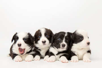 four cute cardigan welsh corgi puppies are sitting and looking at the camera together. isolated on white background. cute pets concept