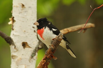 Rose breasted grosbeak male on birch tree