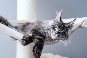 Cute tabby silver gray young maine coon cat with long whiskers and tassel ears lying on hammock on...