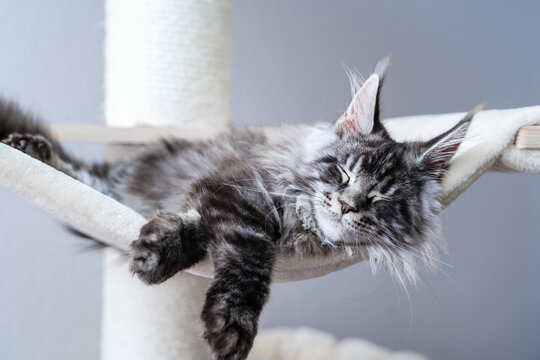 Cute tabby silver gray young maine coon cat with long whiskers and tassel ears lying on hammock on cat tree at home sleeping peacefully.  4 month old kitten relaxing
