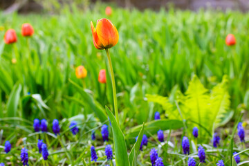 Blooming tulips on green natural background in spring formal garden. Seasonal bulb flowers plants blossoming outdoors in sunny warm day. Beautiful different flowers fresh buds in full bloom.