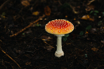 Fly agaric mushroom growing in shadows