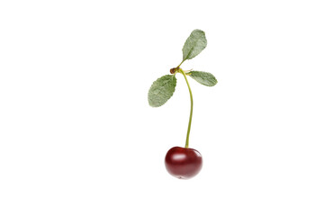 Cherry isolated on white background. Isolated cherries with fresh leaves, clipping path.