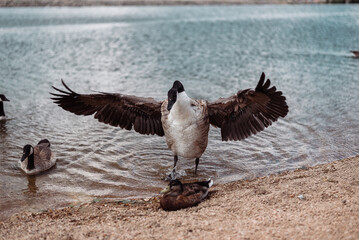 Wild Goose and Duck in Nature