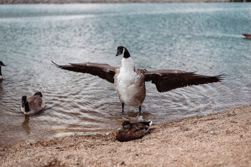 Wild Goose and Duck in Nature