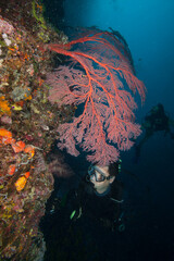 Scuba divers explored night coral reef.
