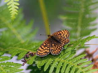 Heath Fritillary Butterfly Resting With Wings Open