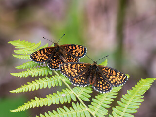 Two Heath Fritillary Butterflies Resting