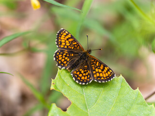 Heath Fritillary Butterfly Resting With Wings Open