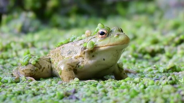 Green frog in the wild. Pelophylax ridibundus. Close up.