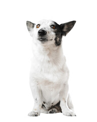 Portrait of an adorable small black and white dog, isolated on white, copy space on the left.