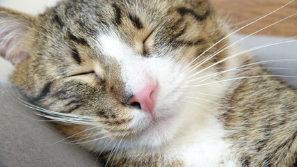 Cute Sleeping Tabby Cat with a Pink Nose and White Belly