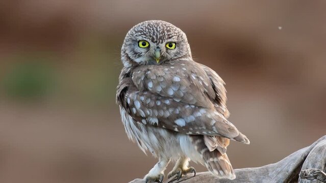 Bird Little owl in natural habitat Athene noctua close up. Bird shakes its feathers.