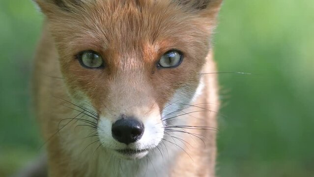 Red fox Vulpes vulpes. Portrait the head red fox on a beautiful background in the wild.