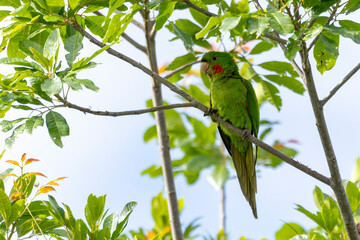 The White-eyed Parakeet also know Maritaca perched on a branch. Species Psittacara leucophthalmus. Colored feathers. animal world. bird lover. birding. Birdwatcher.