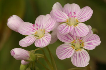 Spring beauty flowers (Claytonia virginica)