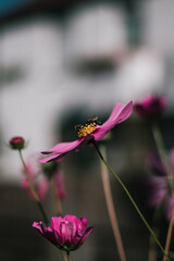 Fototapeta na wymiar Blooming Beauty: Garden Cosmos with a Bee