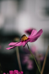 Blooming Beauty: Garden Cosmos with a Bee