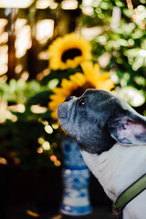 French Bulldog with Sunflower