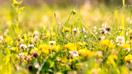 Natural summer sunny background with blooming white and yellow clover flowers. Banner.