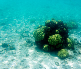View of coral in the lagoon