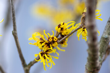 Hamamelis intermedia yellow winter spring flowering plant, group of amazing witch hazel Arnold promise flowers in bloom