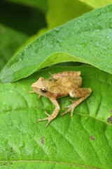 Spring peeper frog (Pseudacris crucifer) on a leaf