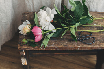 Beautiful peonies and scissors on rustic wooden background in boho room. Summer flowers arrangement and decor. Stylish pink and white peony flowers, moody image © sonyachny