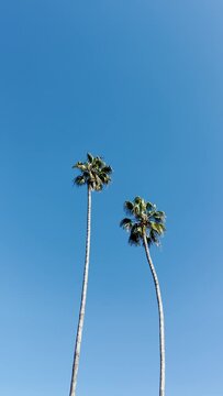 Two tall palm trees gently swaying in the wind