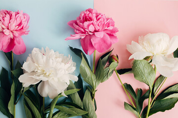 Modern peonies composition on pastel blue and pink paper, flat lay. Creative floral image, stylish greeting card. Fresh pink and white peony flowers, moody wallpaper