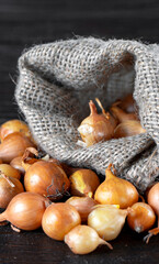 Onions in a jute bag on a black wooden background. Spreading yellow onions.Burlap bag with onions.Vertical orientation