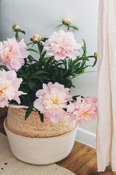 Beautiful peonies bouquet in basket in modern boho room. Gentle pink peony flowers on rustic background, moody image. Modern bohemian decor, stylish comfy interior details