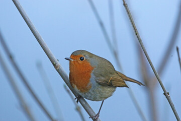 Robin on a branch in winter	