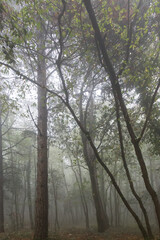 Trees in the middle of fog